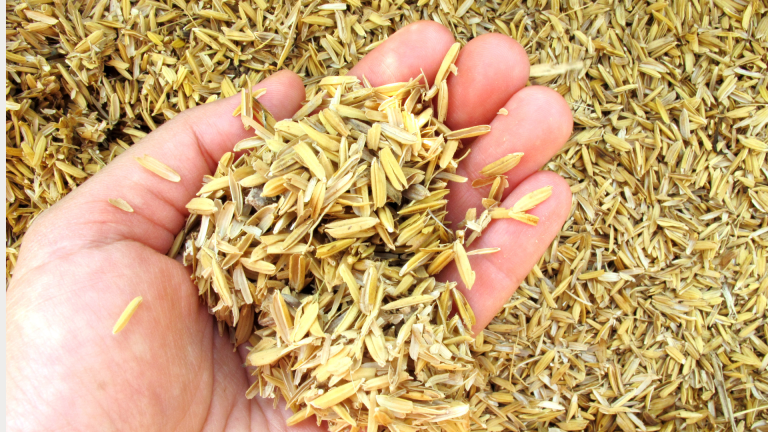 Sekam Padi Jadi Primadona Baru: Peluang Ekspor yang Tak Terduga dari Limbah Pertanian