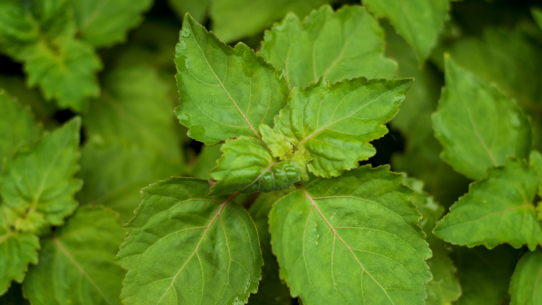 Ekspor Rempah Medan Meningkat: Nilam dan Cengkeh Jadi Primadona Baru