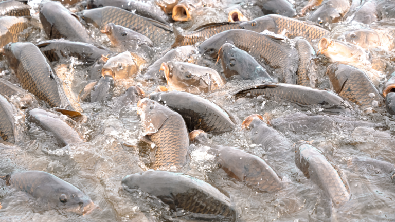 Ikan Nila dari Danau Toba: Komoditas Ekspor Unggulan yang Makin Diminati