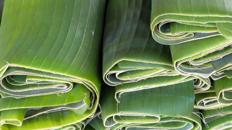 Peluang Ekspor Daun Kering: Dari Ketapang hingga Daun Pisang yang Diminati Pasar Dunia