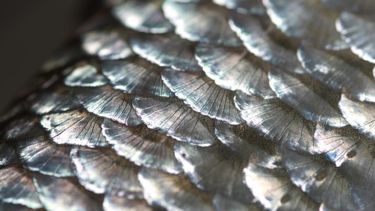 Peluang Emas Ekspor Sisik Ikan: Komoditas Kecil, Nilai Tinggi di Pasar Global